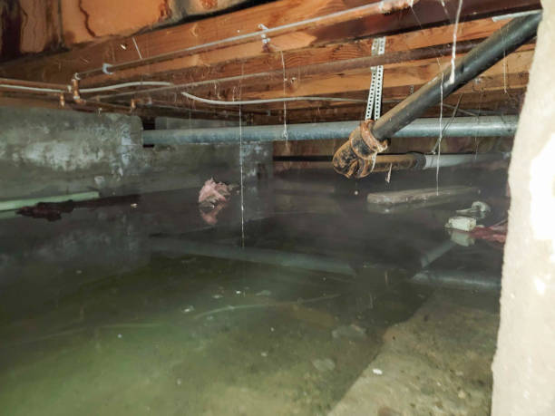 Best Sewage cleanup and water damage restoration  in Southgate, KY